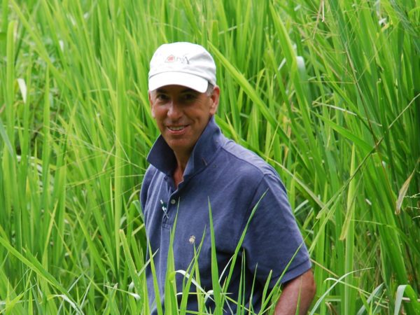 Man in a tall stand of sugar cane